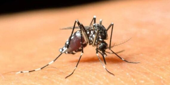 Maymun Çiçeğinden daha tehlikeli: Virüs iki şehirde alarm verdi!